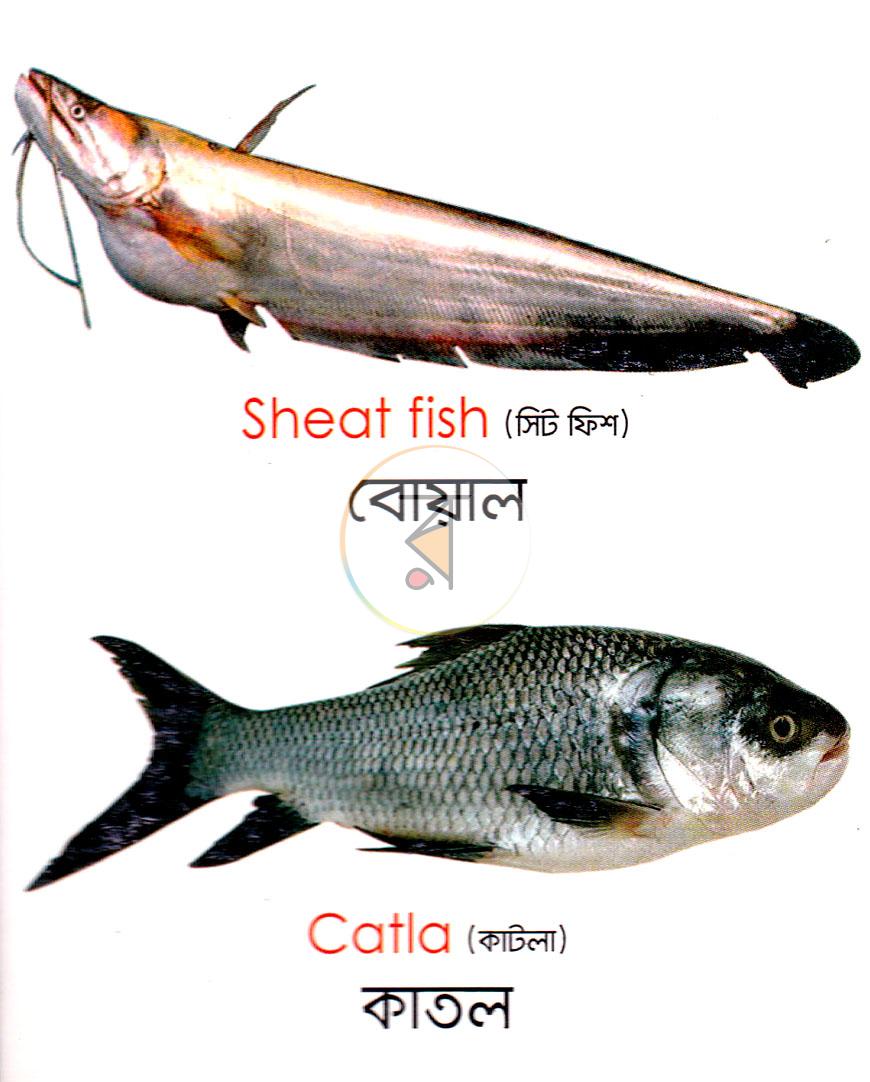 পাতা 8