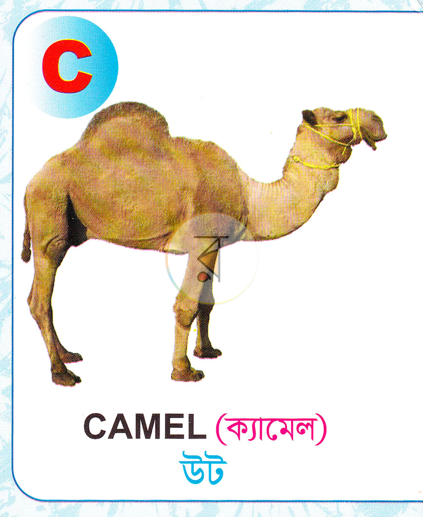 পাতা 3