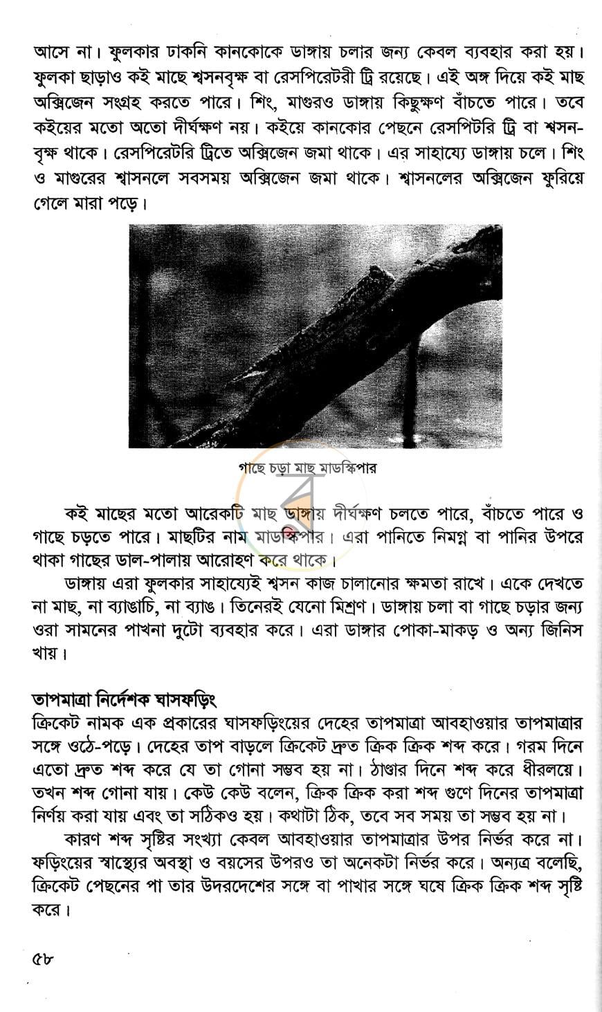 পাতা 11