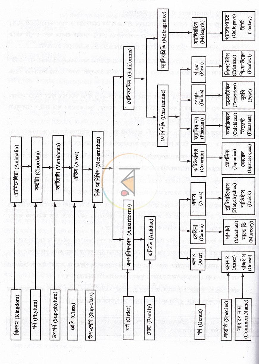 পাতা 14