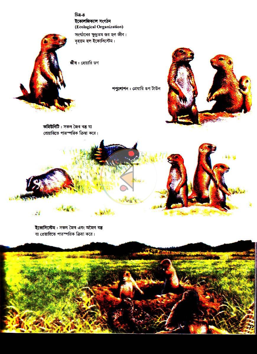 পাতা 11
