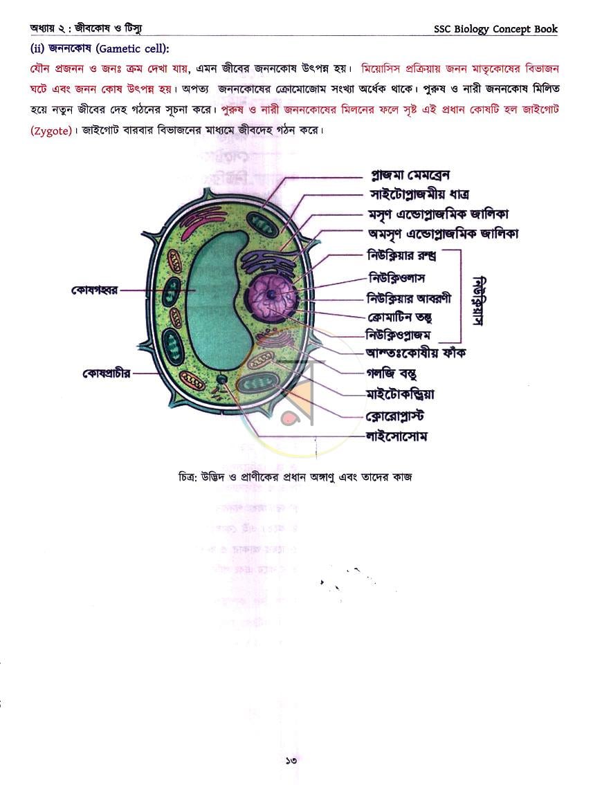 পাতা 10