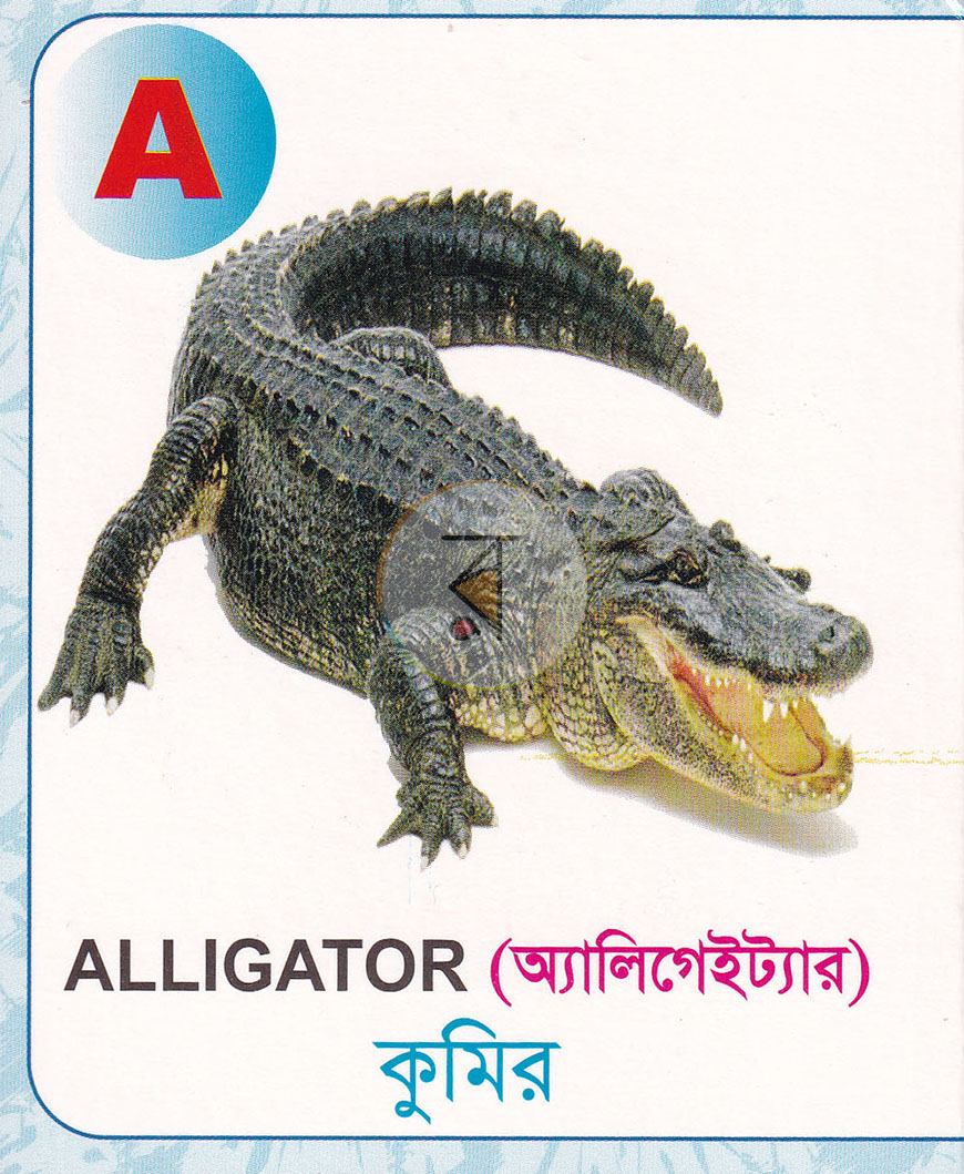 পাতা 1