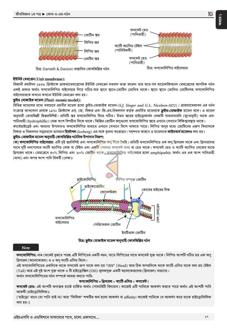 পাতা 13