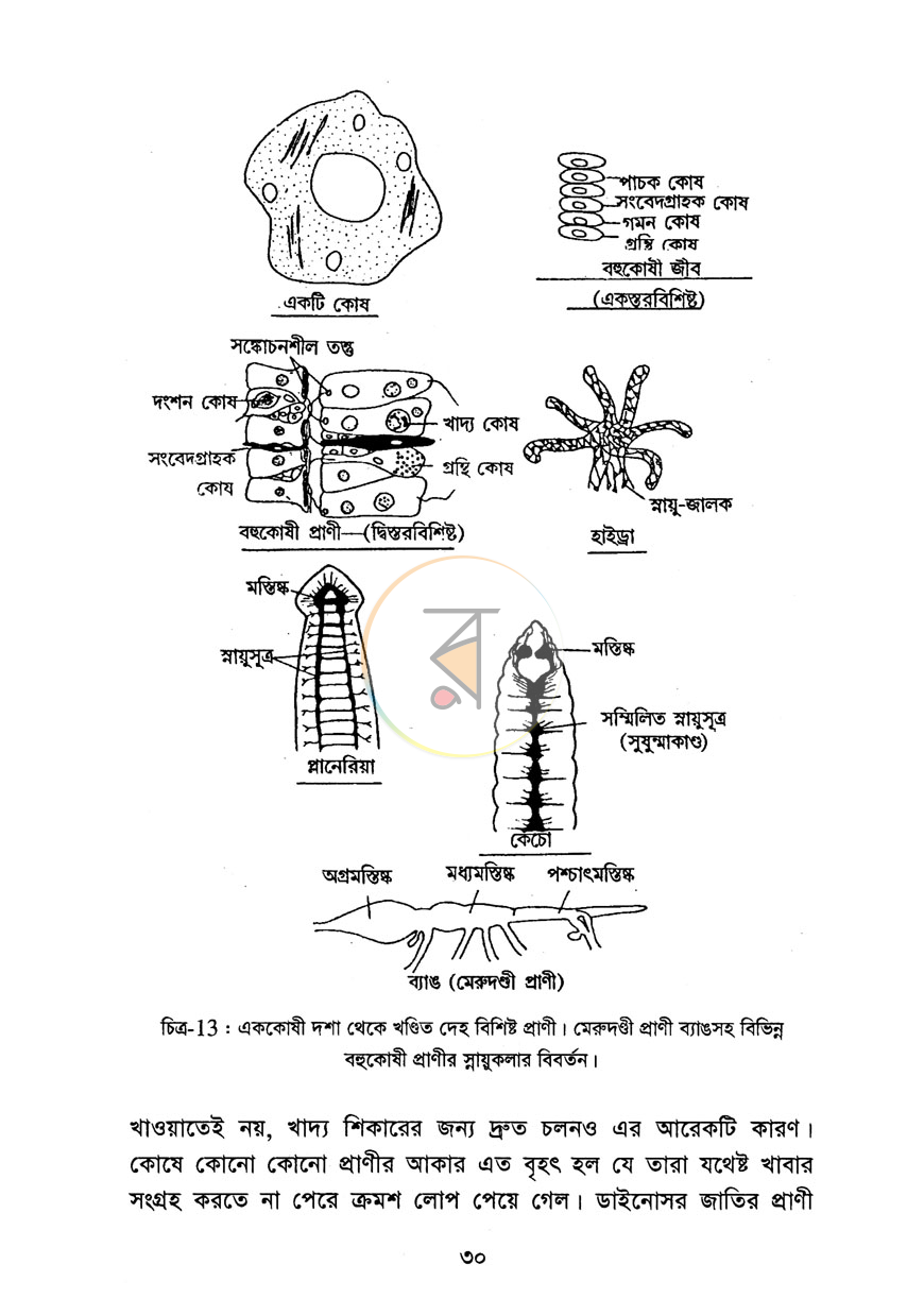 পাতা 11