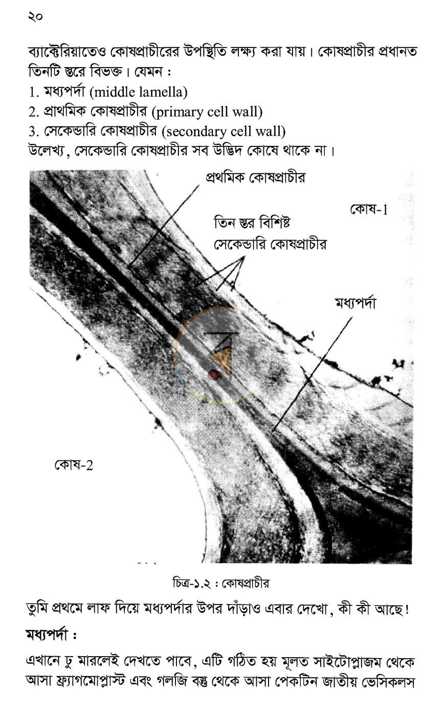 পাতা 11