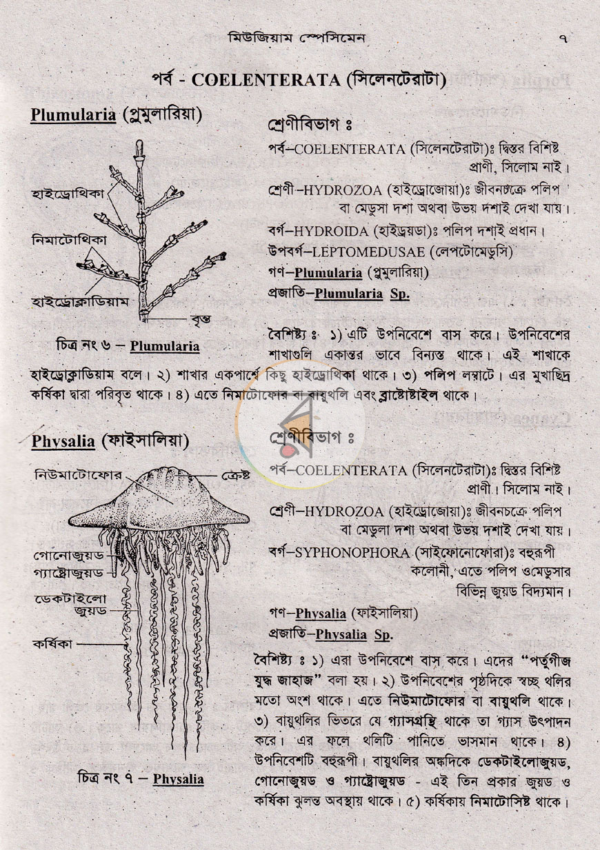 পাতা 11