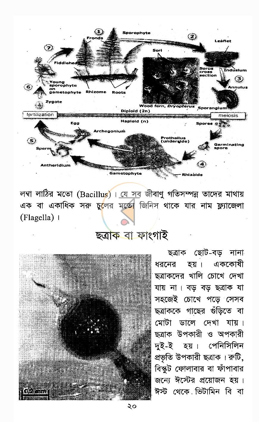 পাতা 12