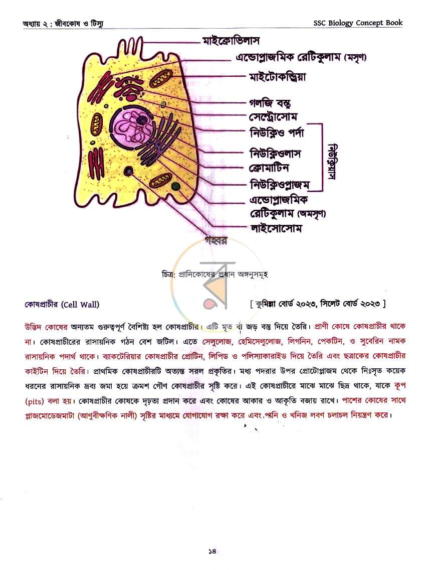 পাতা 11
