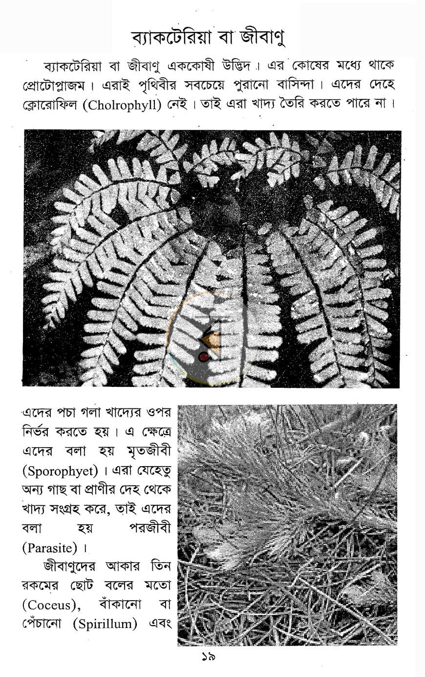 পাতা 11
