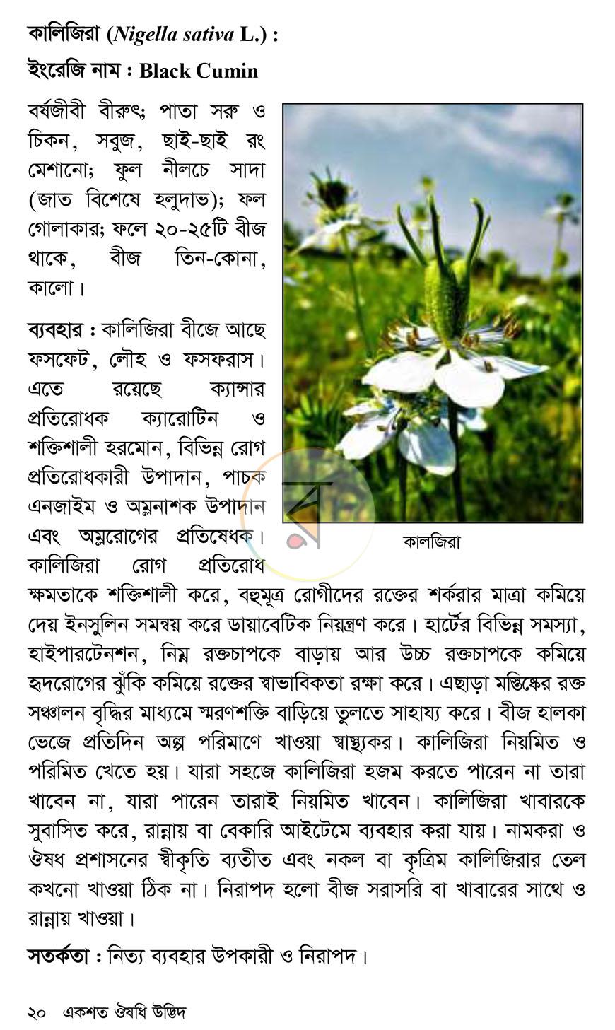 পাতা 13