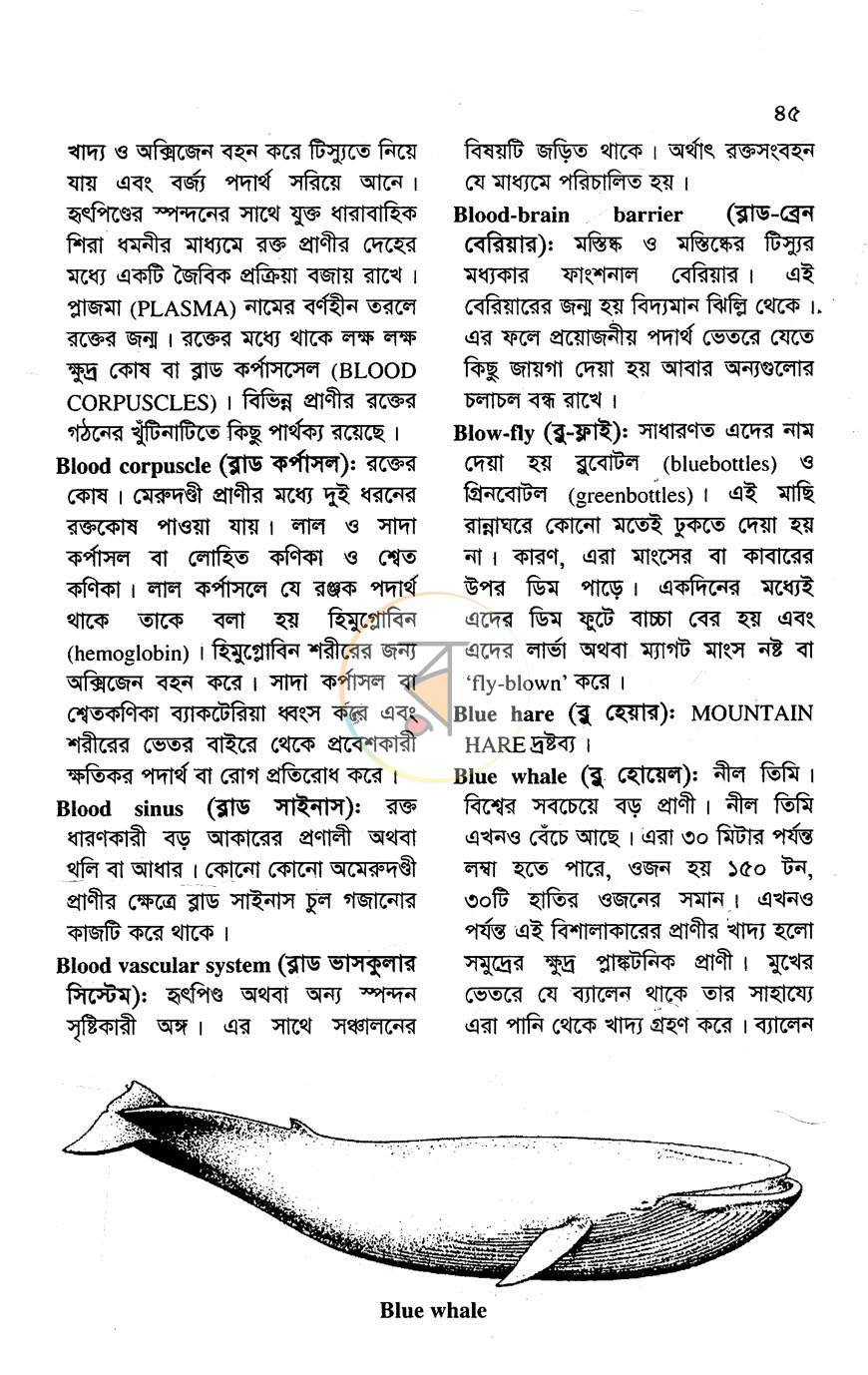 পাতা 11