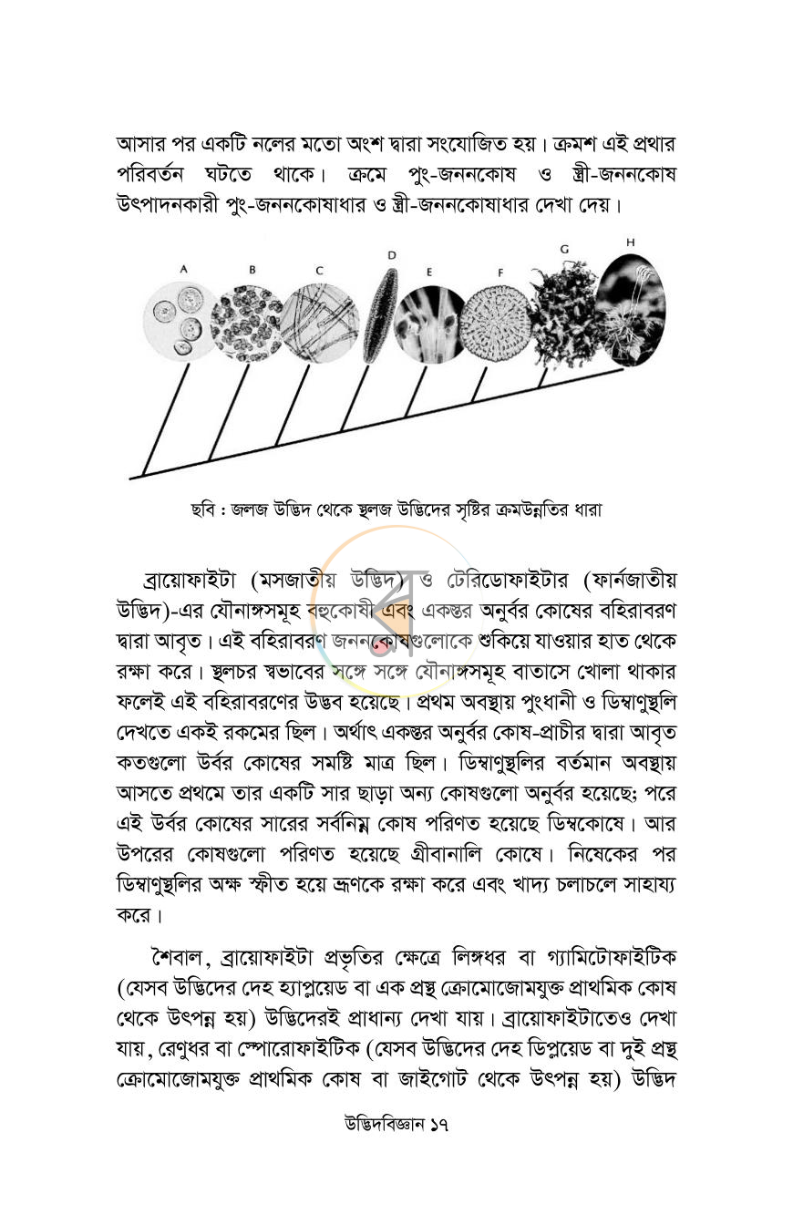 পাতা 11