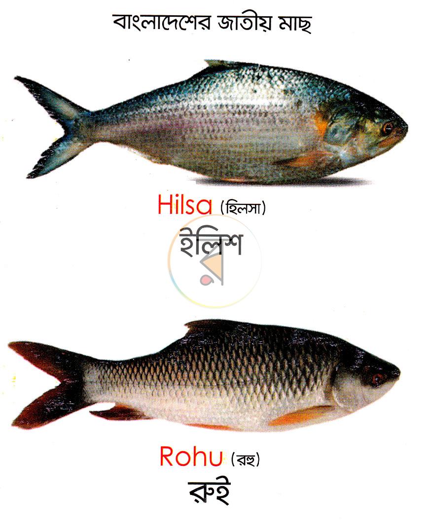 পাতা 7