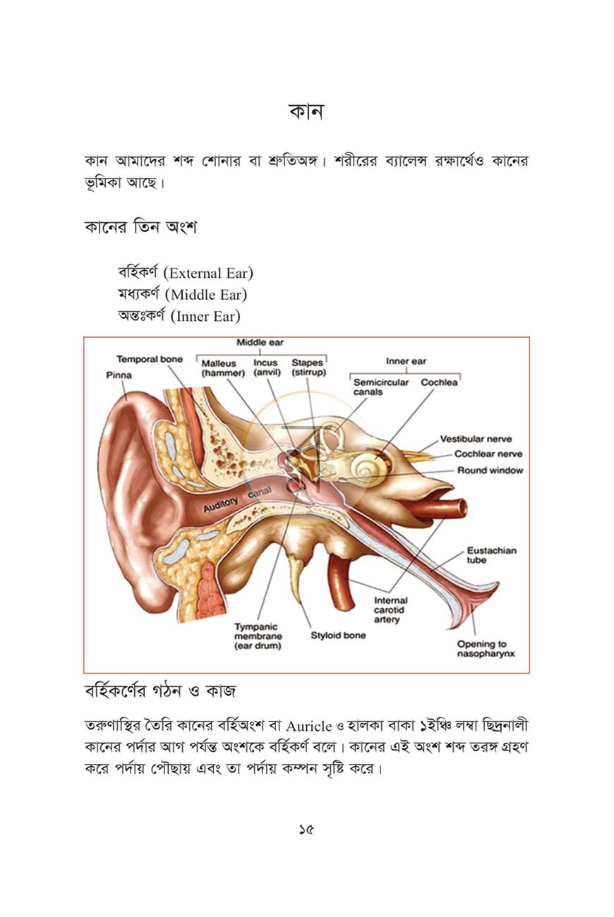 পাতা 11