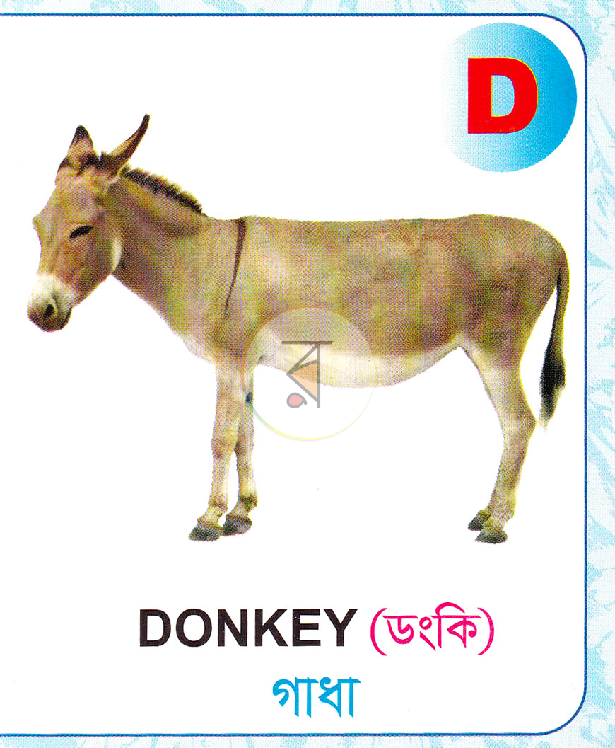 পাতা 4