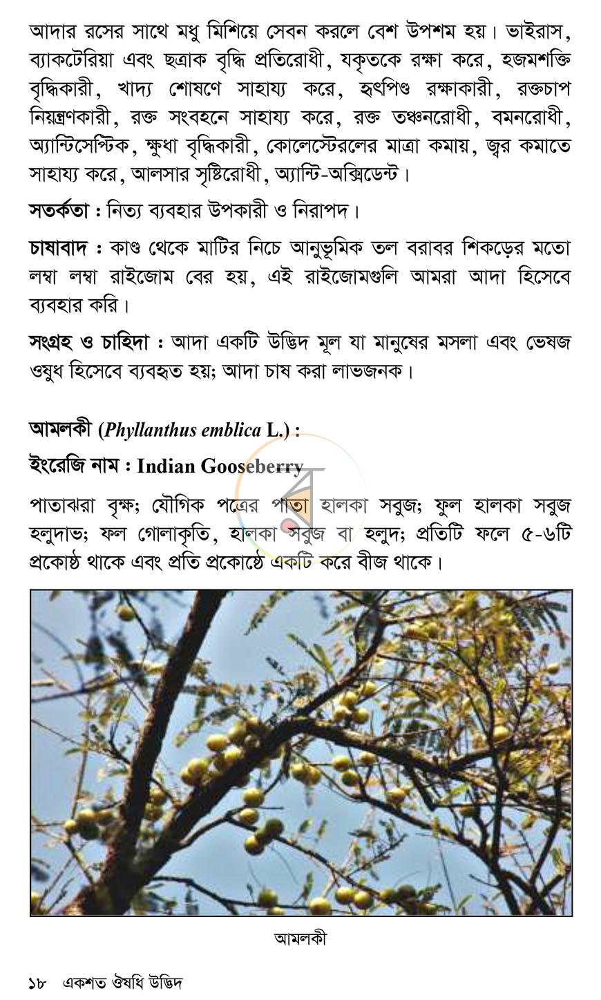পাতা 11