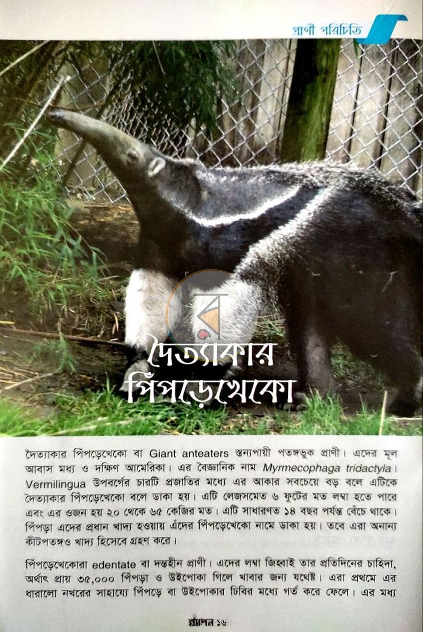 পাতা 11
