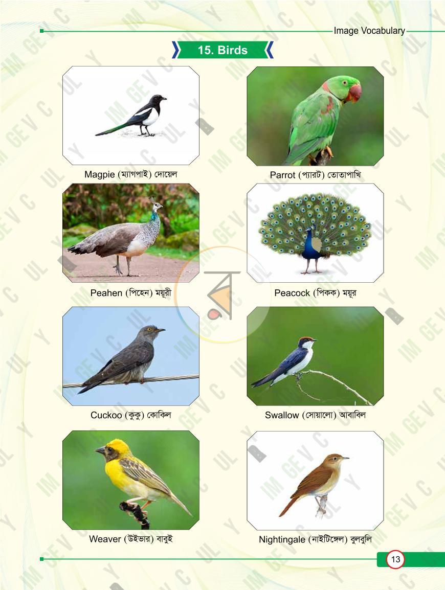 পাতা 13