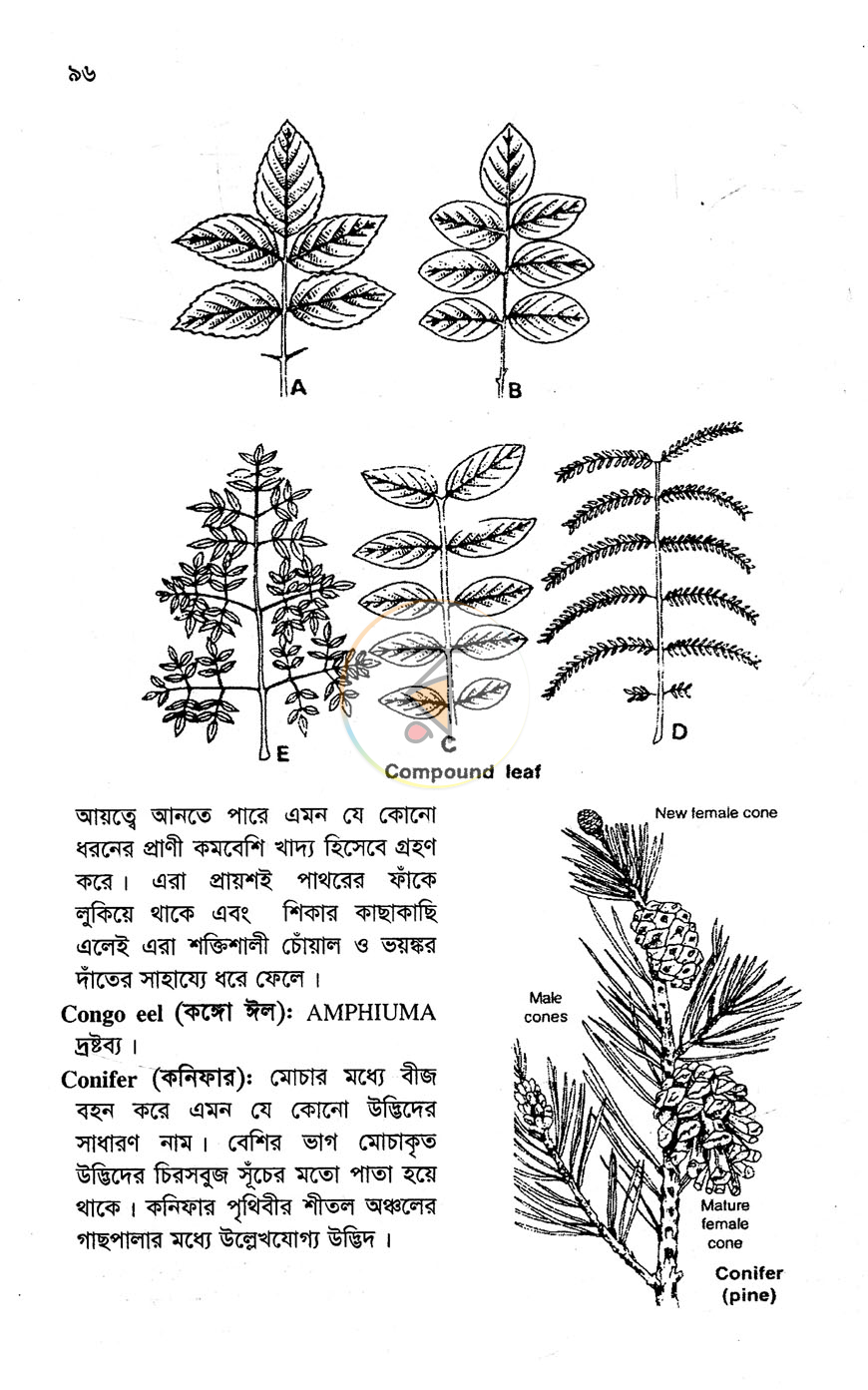 পাতা 12