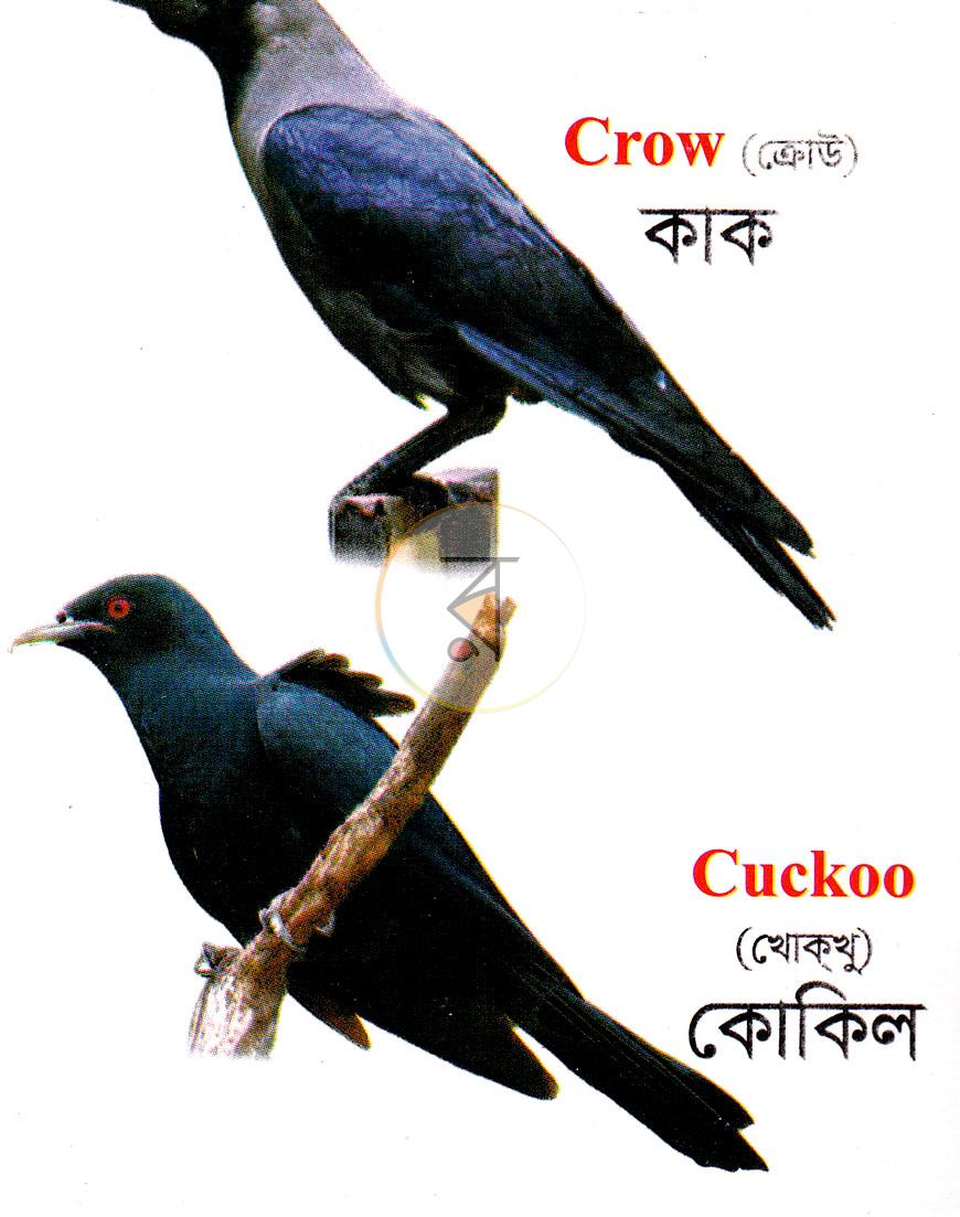 পাতা 1