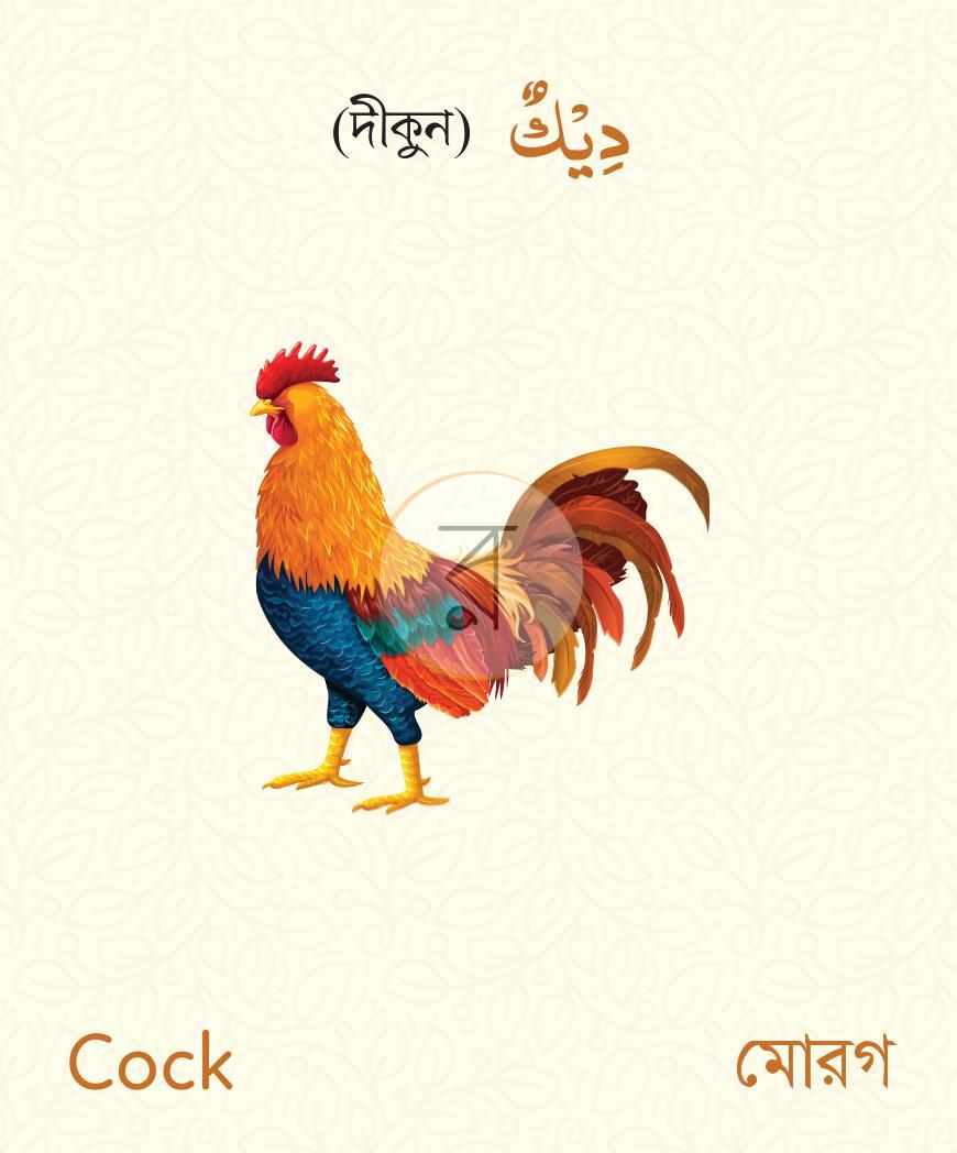 পাতা 1
