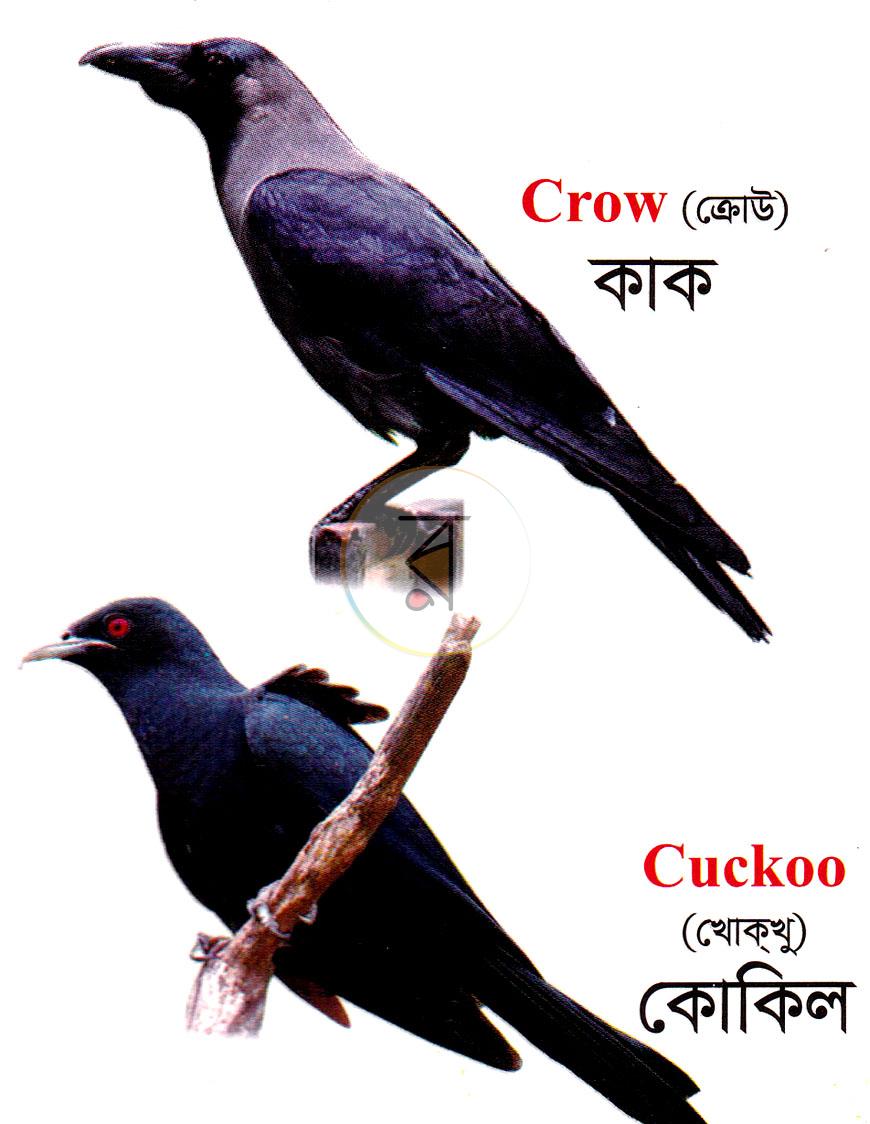 পাতা 10