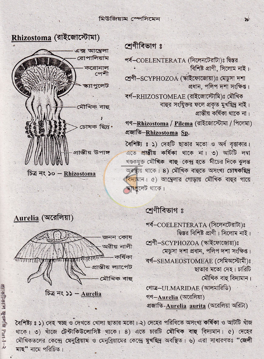 পাতা 13