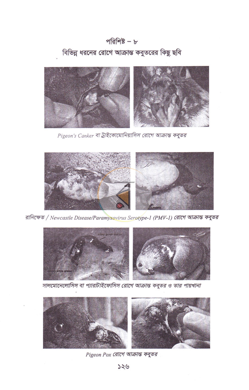 পাতা 11