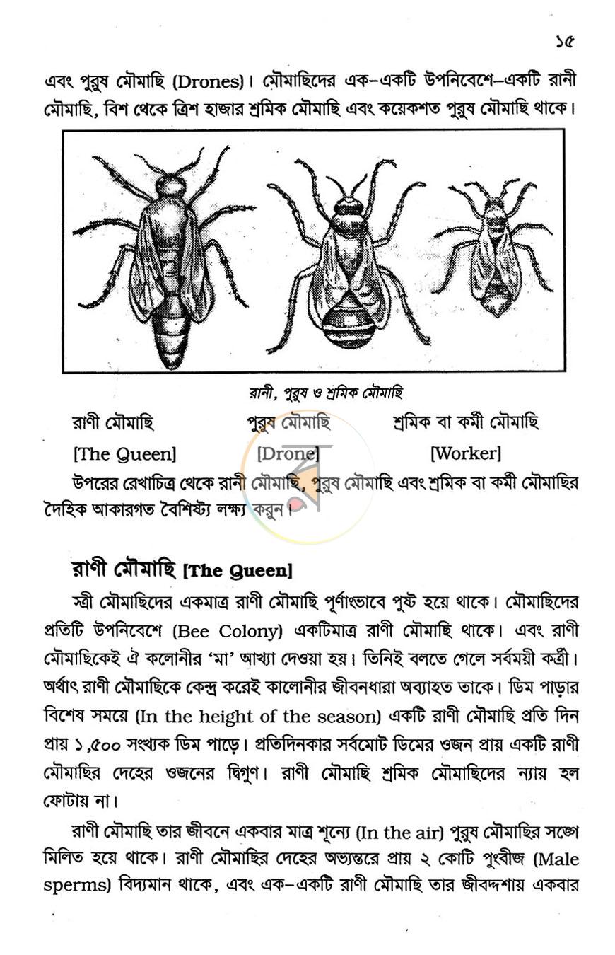 পাতা 10