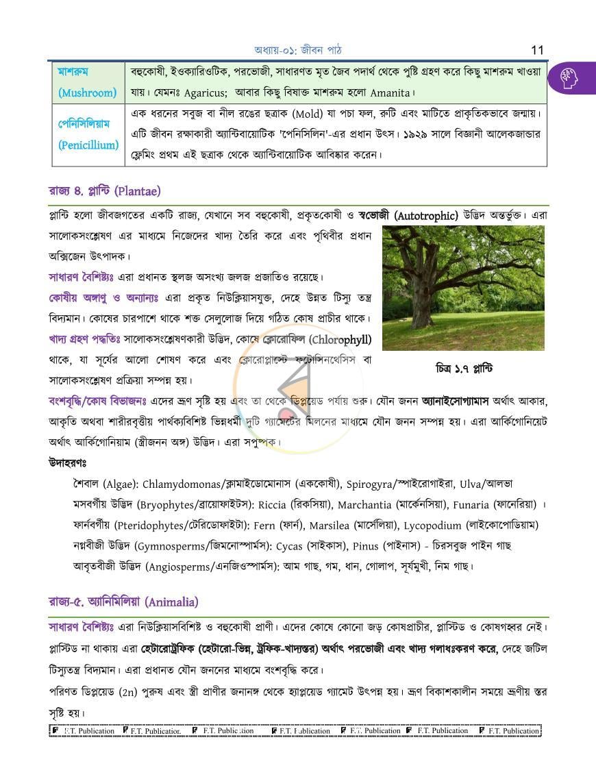 পাতা 11