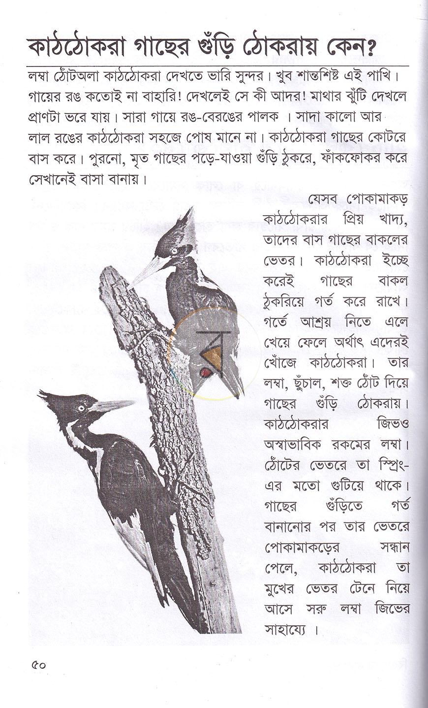 পাতা 17