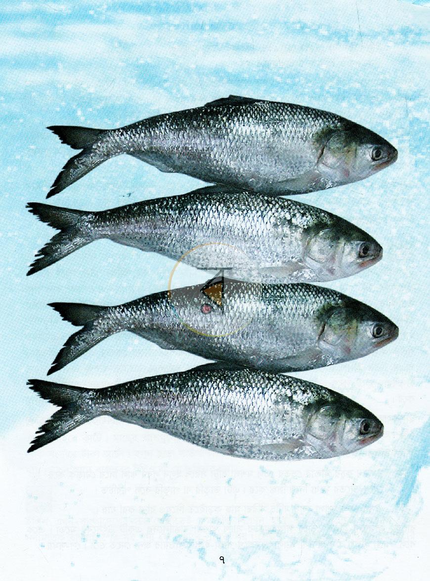 পাতা 6