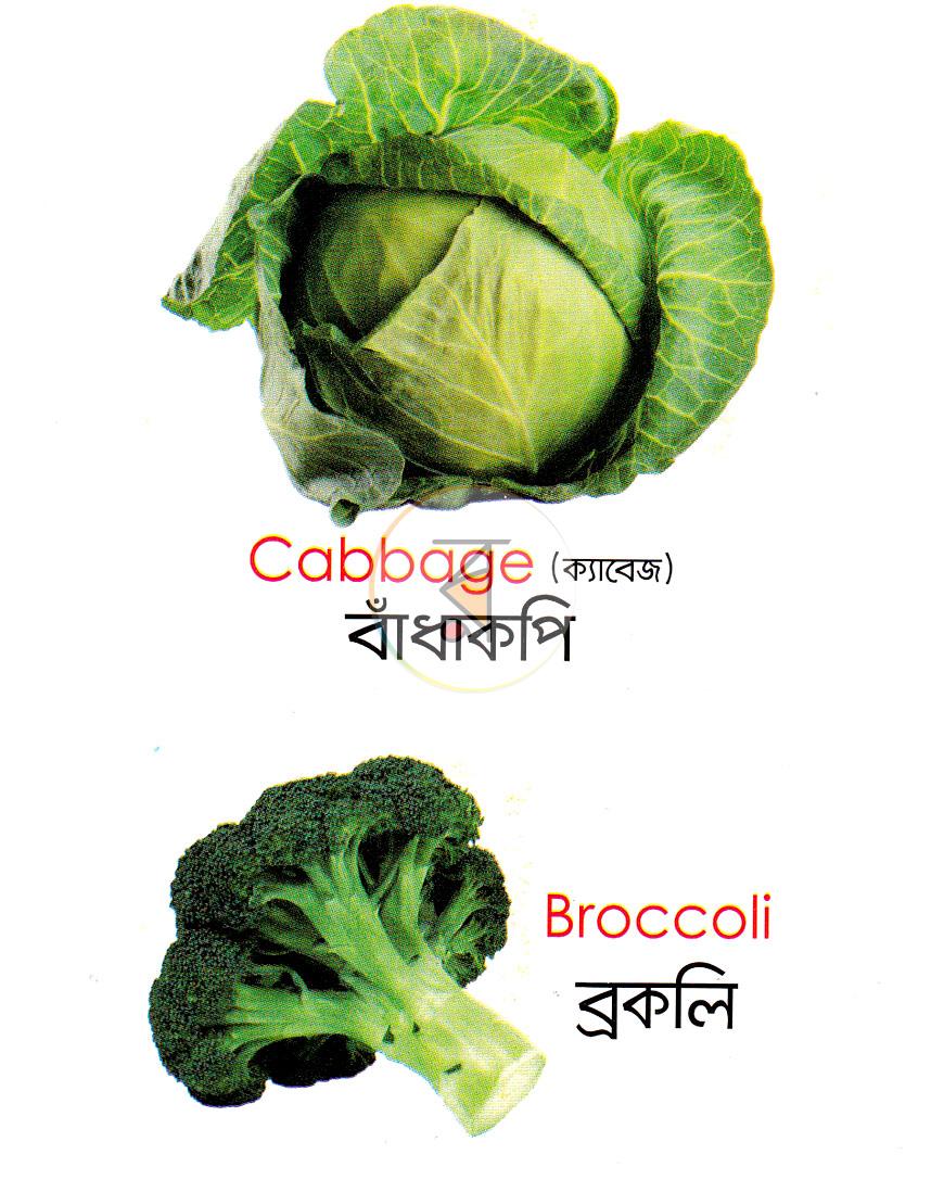 পাতা 13