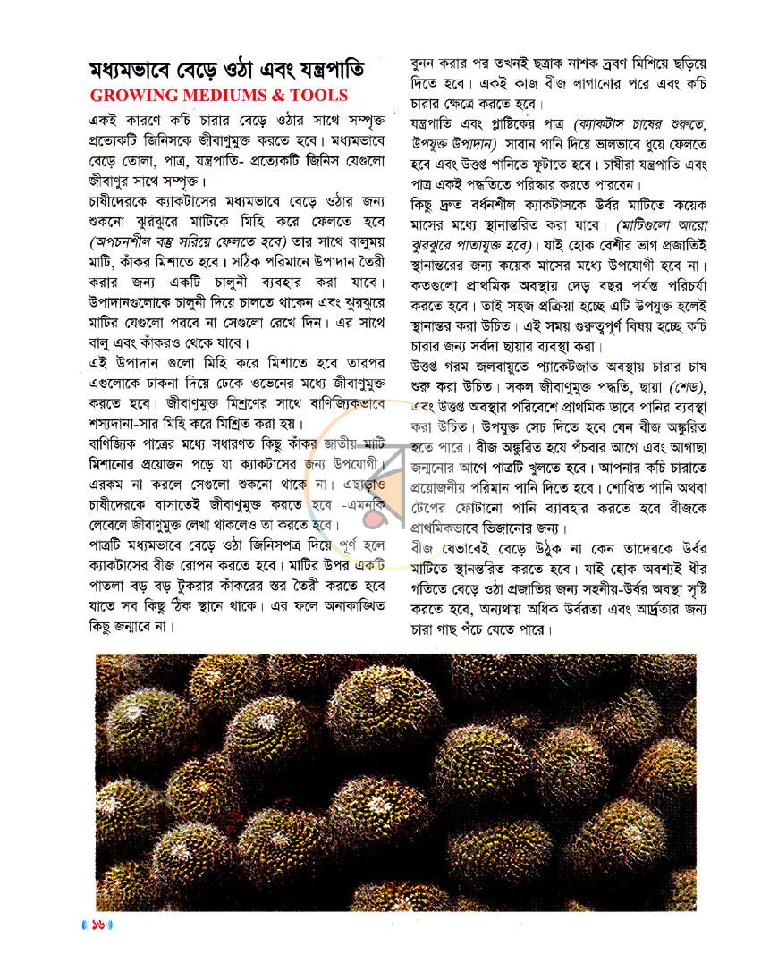 পাতা 11