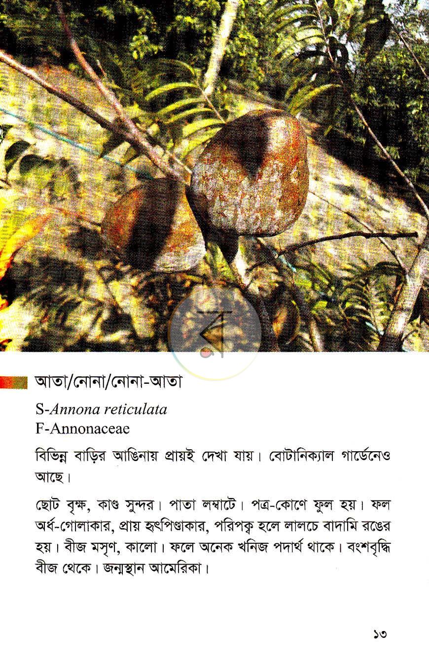 পাতা 10