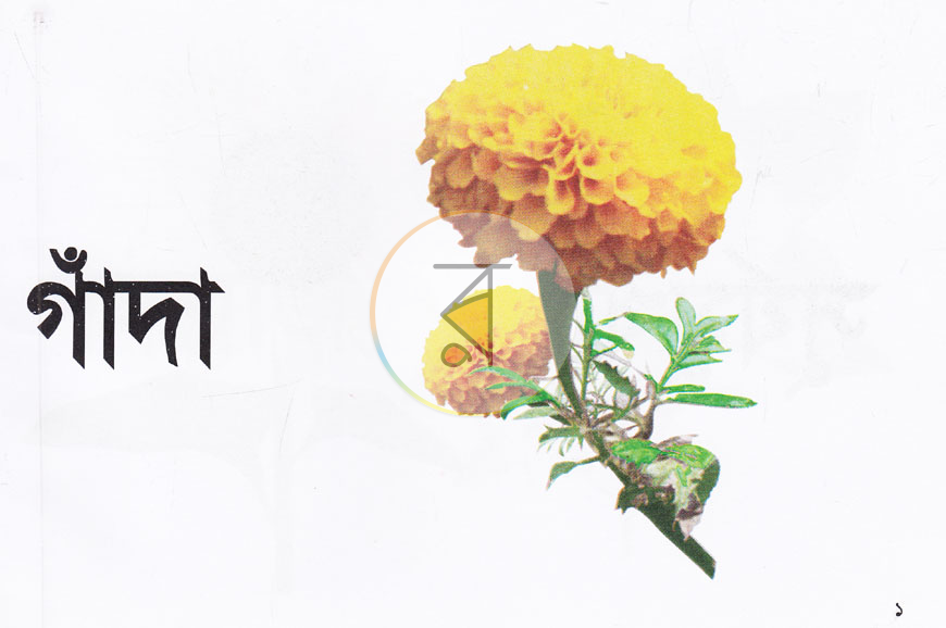 পাতা 1