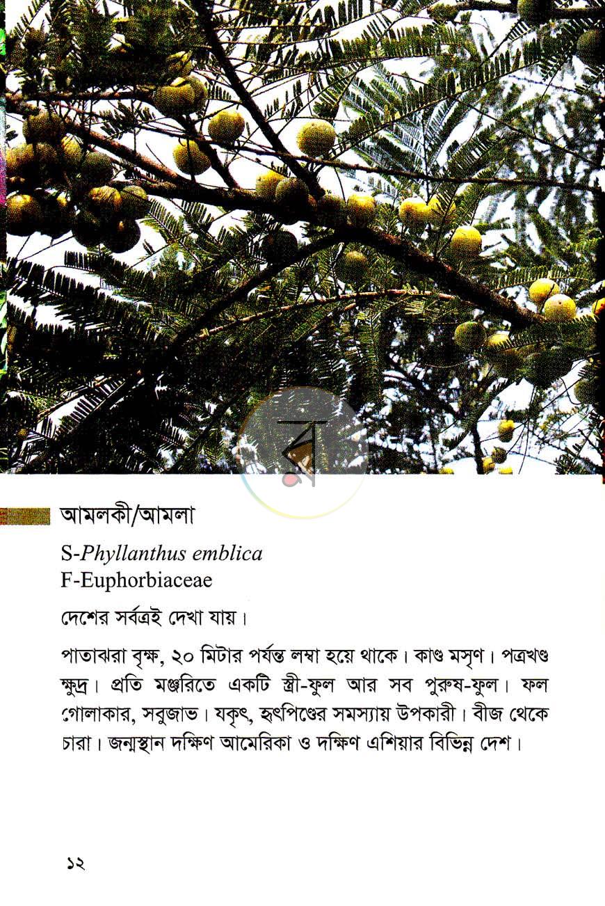 পাতা 9