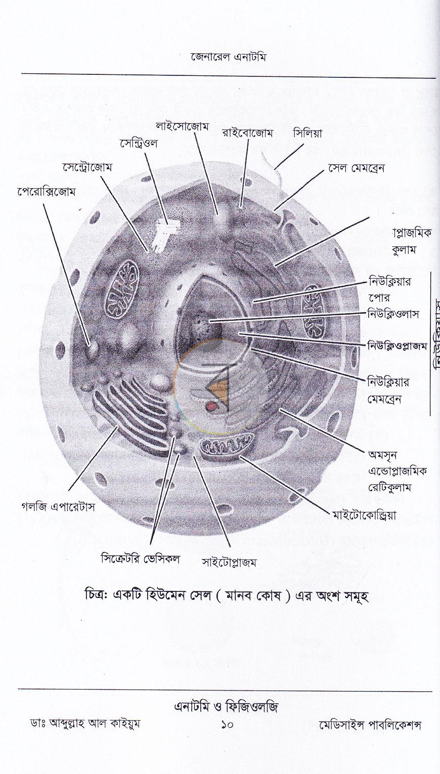 পাতা 7