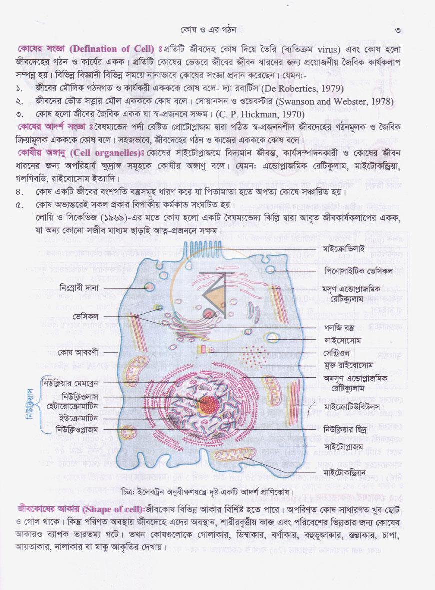 পাতা 8