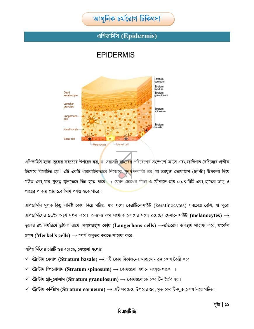 পাতা 11