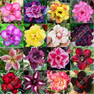 16 Color Double Petal Adenium Bonsai Seeds image