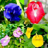 4 Color Mix Exclusive Oporajita Flower Seeds 5 Pcs image