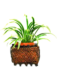 Square Tob Plant (PC-7211) image