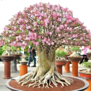 Adenium Desert Rose Bonsai Seeds 10 Pcs image