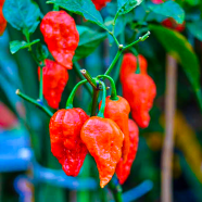 African Hot Spaicy Naga 25 Plus Seeds image