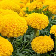 African Marigold Yellow White Seeds 20 Pcs image