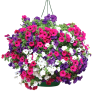 Agro Petunia Bonsai Seeds (Rare Hardy Balcony Flowers) - 20 Pcs image
