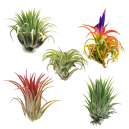 Air Plant Tree 20 Pcs Seeds image
