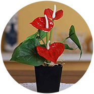 All Season Anthurium Bonsai - 10 Pcs Seeds image